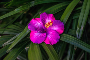 Single Hibiscus Flower