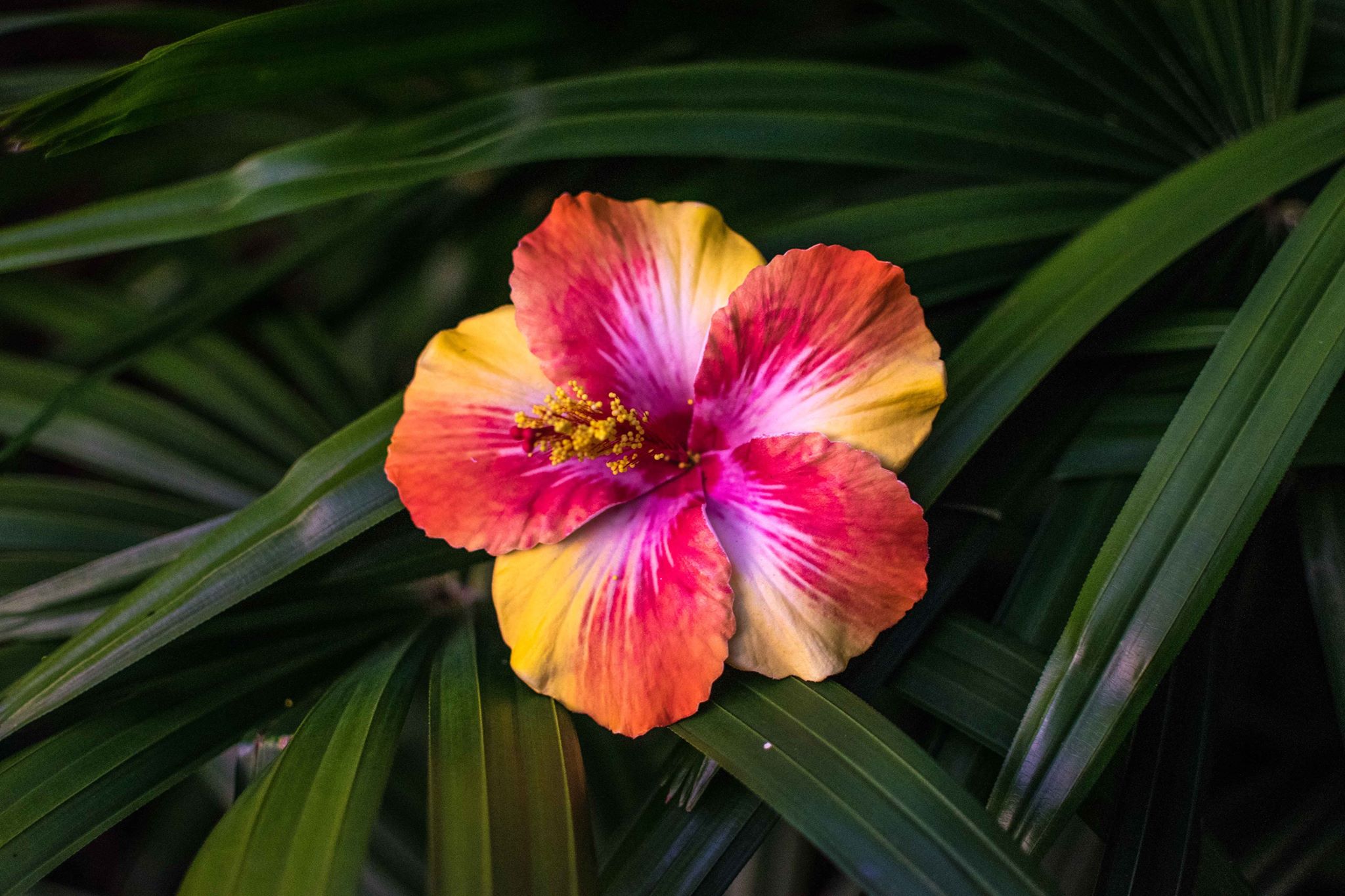 Single Hibiscus Flower