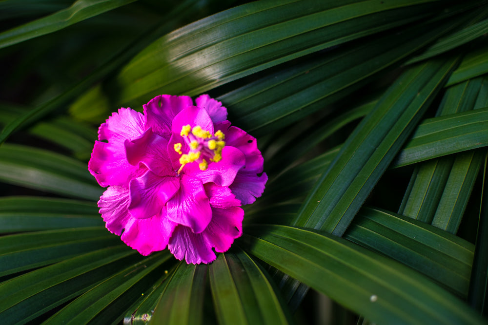 Double Hibiscus Flower