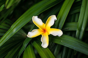 Peppermint Twist Plumeria Flower