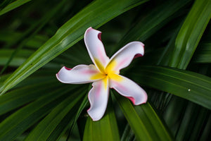 Peppermint Twist Plumeria Flower