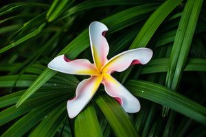 Peppermint Twist Plumeria Flower