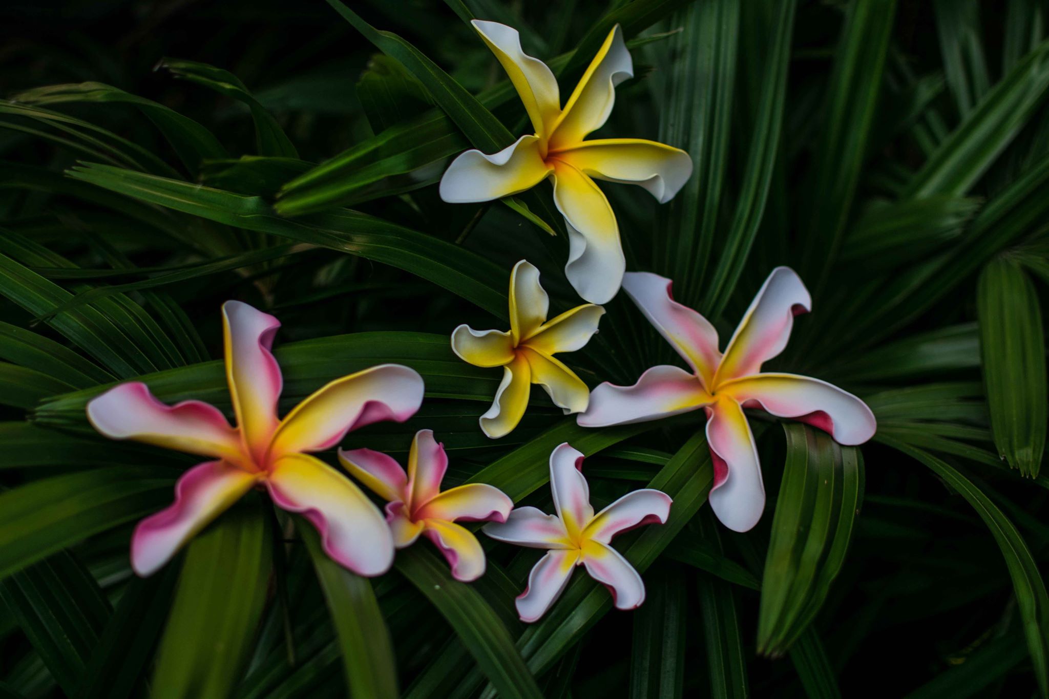 Peppermint Twist Plumeria Flower