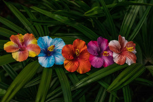 Single Hibiscus Flower