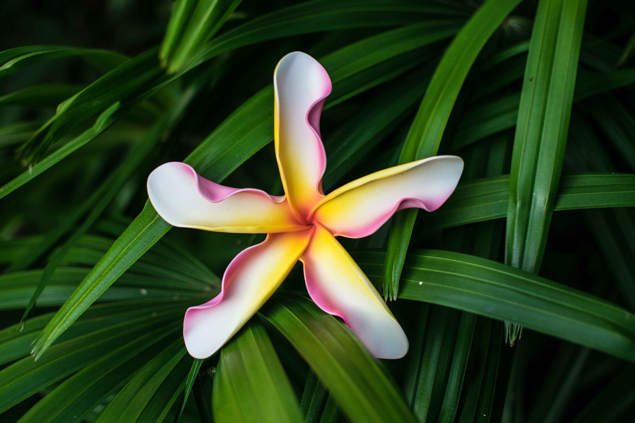 Peppermint Twist Plumeria Flower