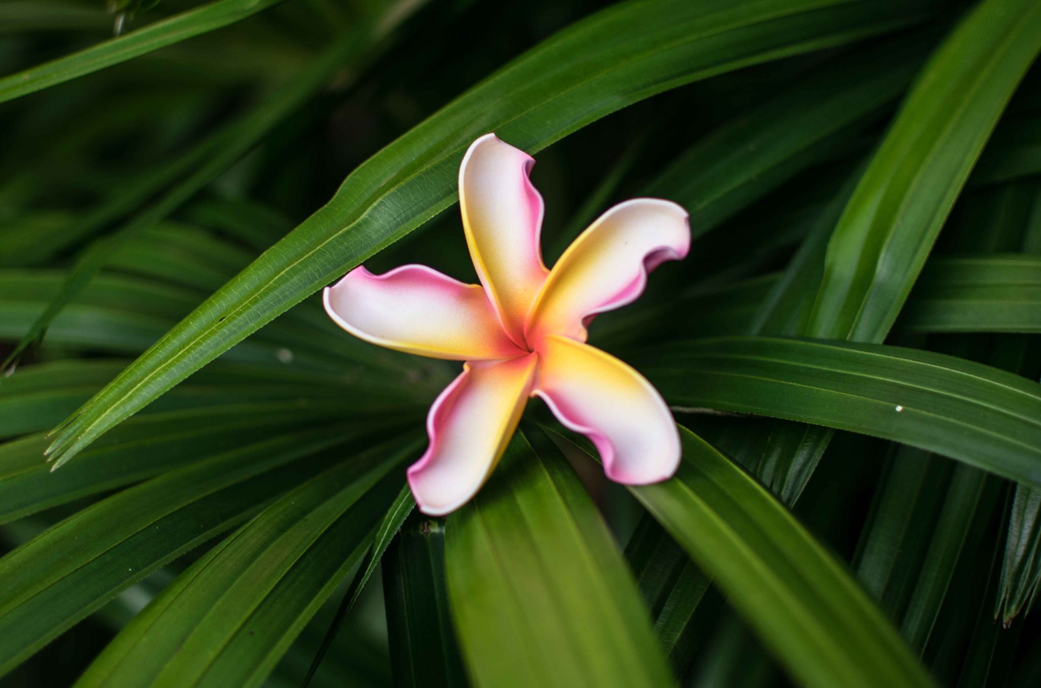 Peppermint Twist Plumeria Flower