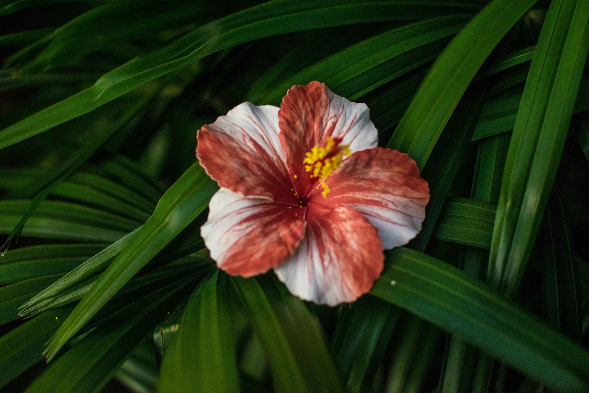 Single Hibiscus Flower