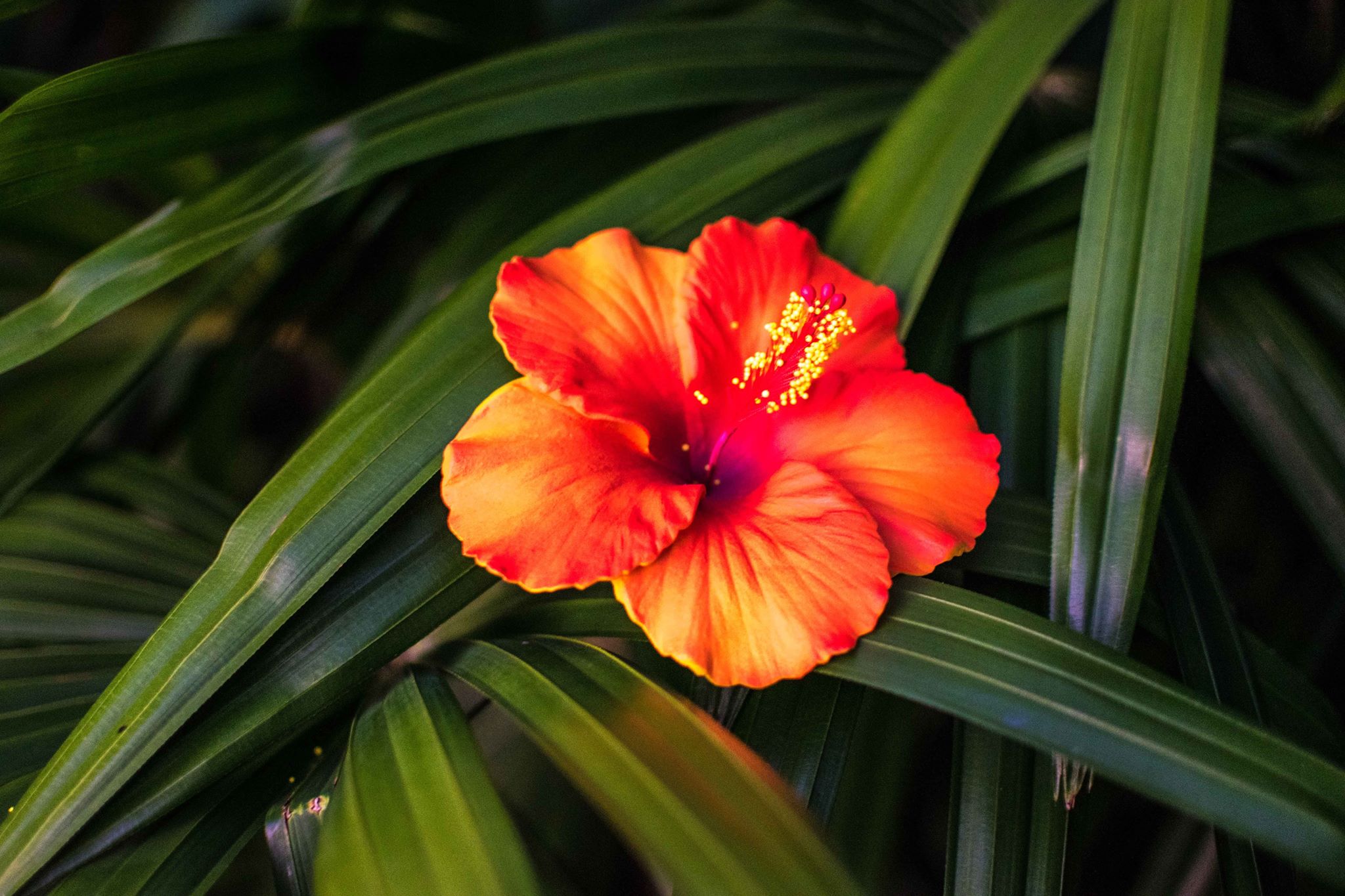 Single Hibiscus Flower