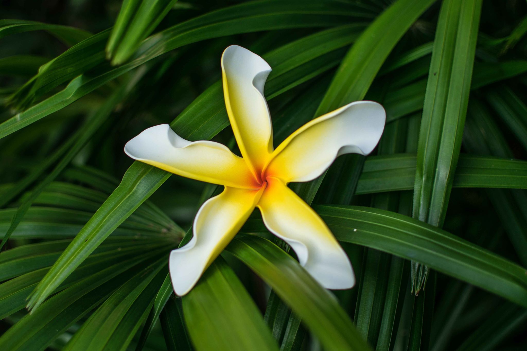 Peppermint Twist Plumeria Flower