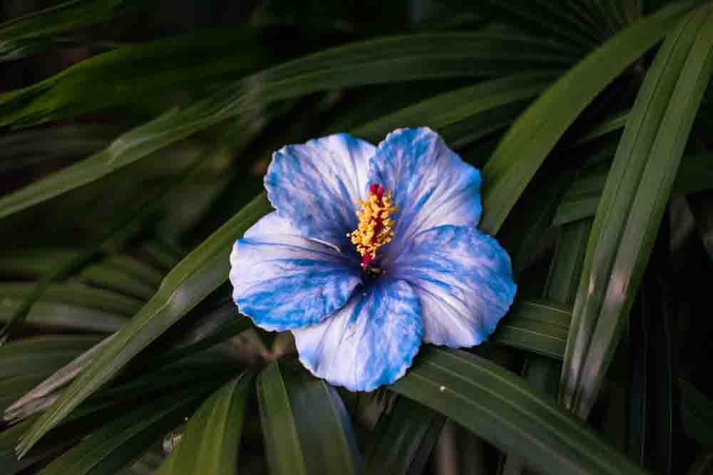 Single Hibiscus Flower