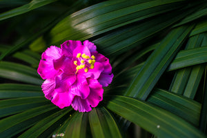 Double Hibiscus Flower