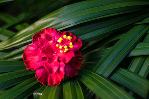 Double Hibiscus Flower