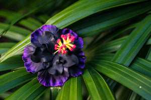 Double Hibiscus Flower