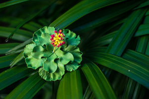 Double Hibiscus Flower