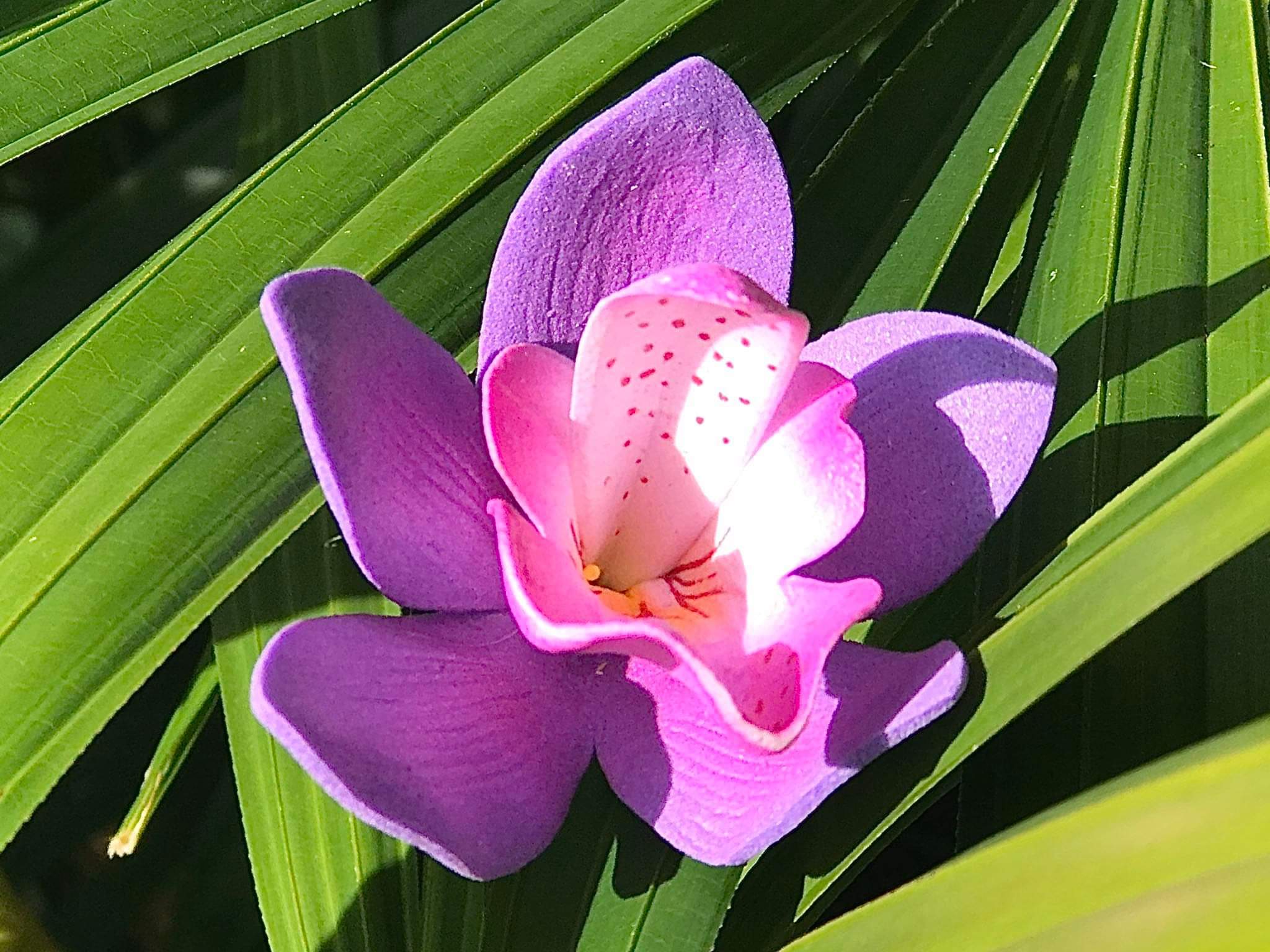 Orchid Flower