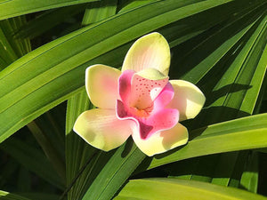 Orchid Flower